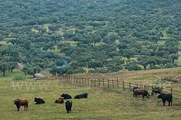 Spanisches Kampfrind (Bos taurus)