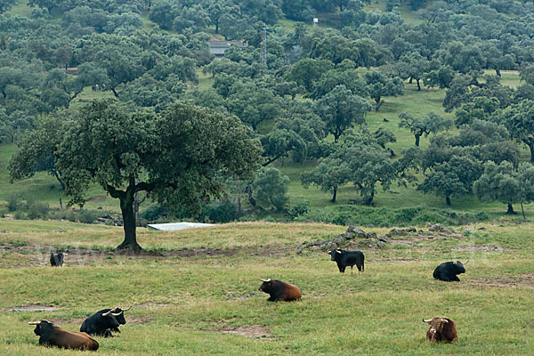 Spanisches Kampfrind (Bos taurus)