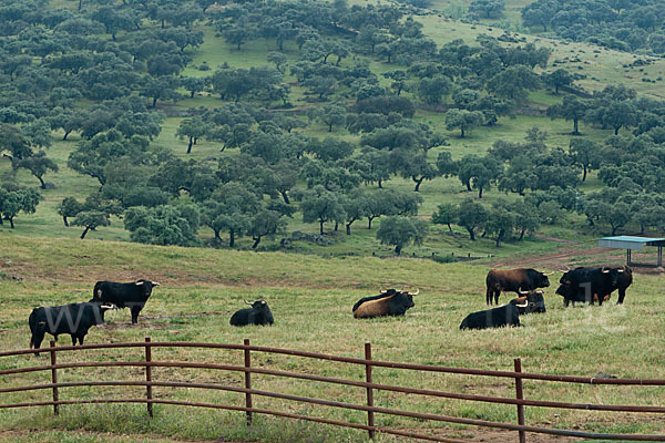 Spanisches Kampfrind (Bos taurus)