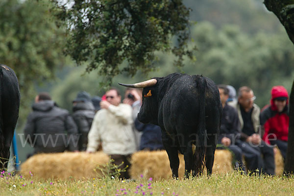 Spanisches Kampfrind (Bos taurus)