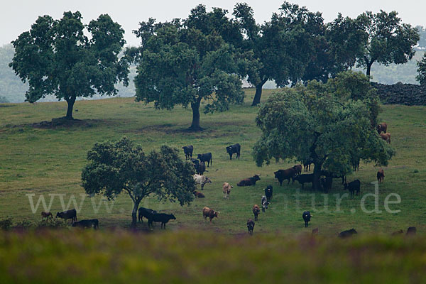 Spanisches Kampfrind (Bos taurus)