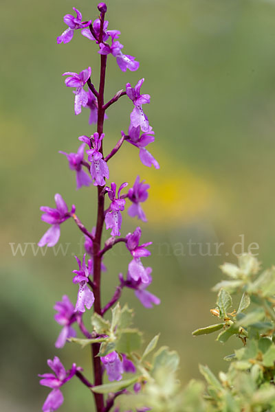 Spanisches Knabenkraut (Orchis mascula subsp. laxifloraeformis)