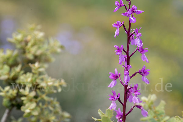 Spanisches Knabenkraut (Orchis mascula subsp. laxifloraeformis)