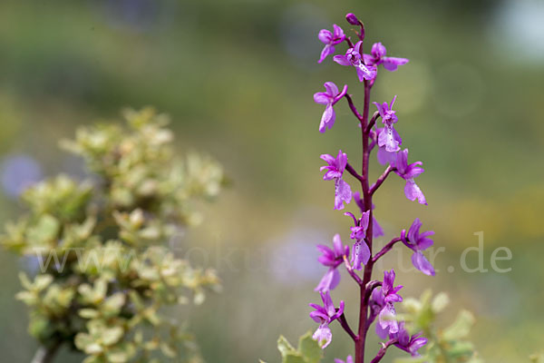 Spanisches Knabenkraut (Orchis mascula subsp. laxifloraeformis)