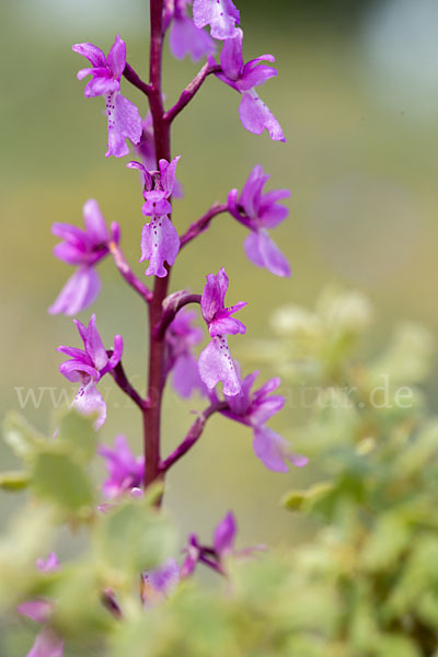 Spanisches Knabenkraut (Orchis mascula subsp. laxifloraeformis)