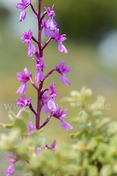 Spanisches Knabenkraut (Orchis mascula subsp. laxifloraeformis)