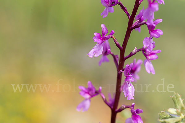 Spanisches Knabenkraut (Orchis mascula subsp. laxifloraeformis)