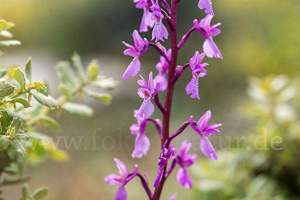 Spanisches Knabenkraut (Orchis mascula subsp. laxifloraeformis)