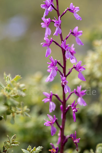 Spanisches Knabenkraut (Orchis mascula subsp. laxifloraeformis)