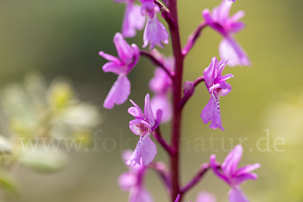 Spanisches Knabenkraut (Orchis mascula subsp. laxifloraeformis)