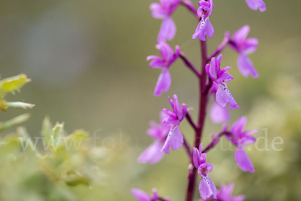 Spanisches Knabenkraut (Orchis mascula subsp. laxifloraeformis)