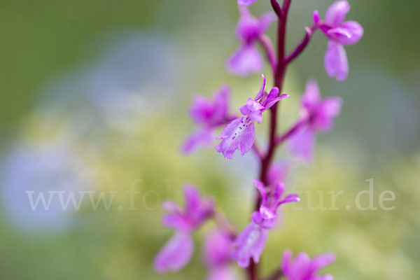 Spanisches Knabenkraut (Orchis mascula subsp. laxifloraeformis)