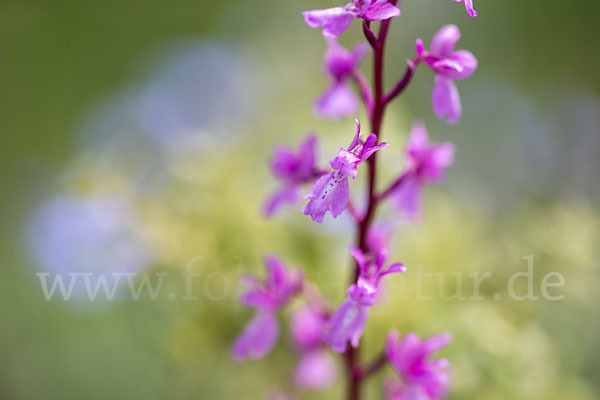 Spanisches Knabenkraut (Orchis mascula subsp. laxifloraeformis)