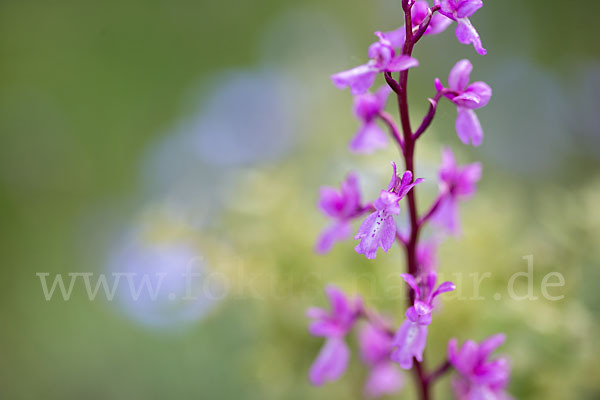 Spanisches Knabenkraut (Orchis mascula subsp. laxifloraeformis)