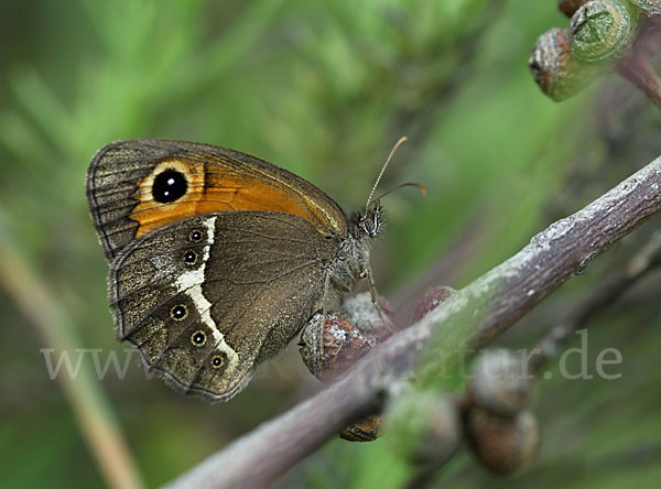 Spanisches Ochsenauge (Pyronia bathseba)