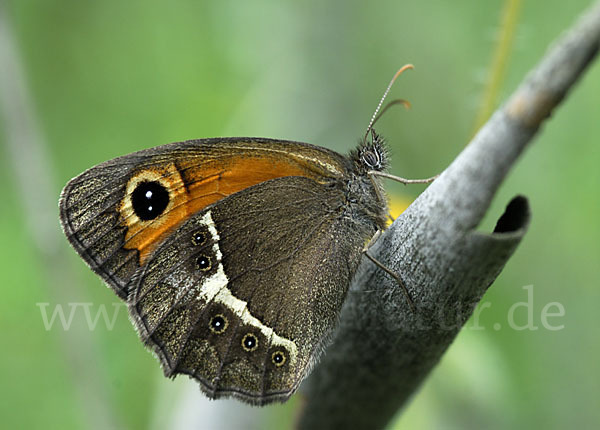 Spanisches Ochsenauge (Pyronia bathseba)