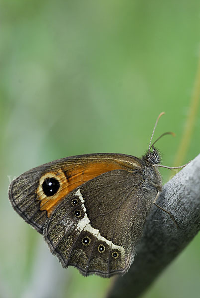 Spanisches Ochsenauge (Pyronia bathseba)