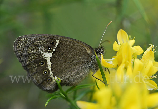 Spanisches Ochsenauge (Pyronia bathseba)