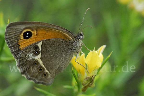 Spanisches Ochsenauge (Pyronia bathseba)