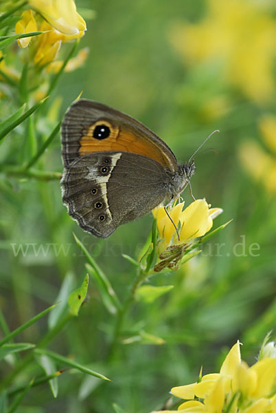 Spanisches Ochsenauge (Pyronia bathseba)