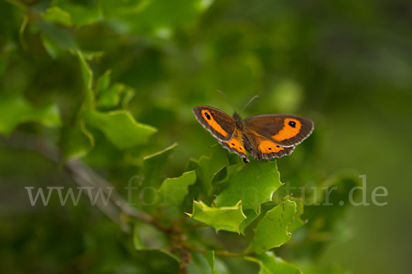 Spanisches Ochsenauge (Pyronia bathseba)