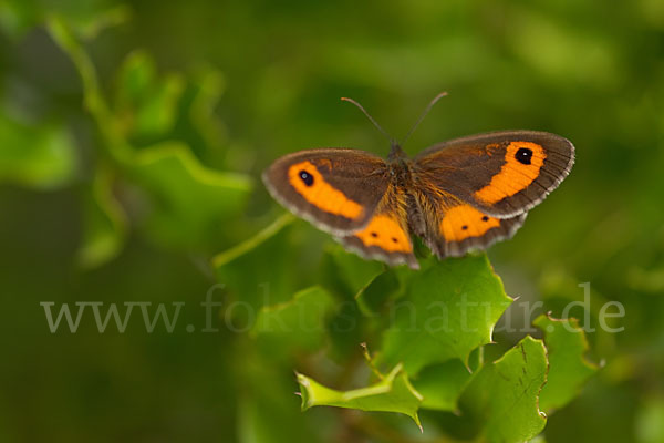 Spanisches Ochsenauge (Pyronia bathseba)