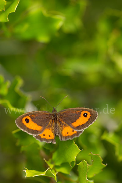 Spanisches Ochsenauge (Pyronia bathseba)