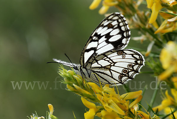 Spanisches Schachbrett (Melanargia ines)