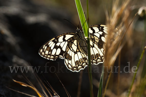 Spanisches Schachbrett (Melanargia ines)