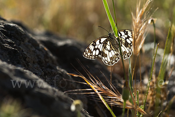 Spanisches Schachbrett (Melanargia ines)