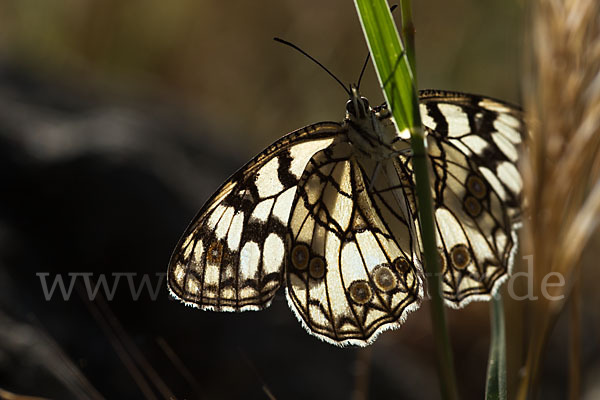 Spanisches Schachbrett (Melanargia ines)