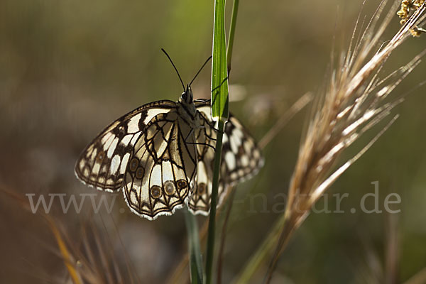 Spanisches Schachbrett (Melanargia ines)