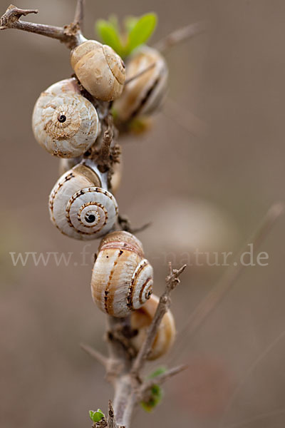 Sparriger Bocksdorn (Lycium intricatum)