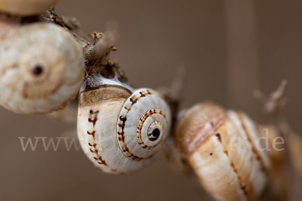 Sparriger Bocksdorn (Lycium intricatum)