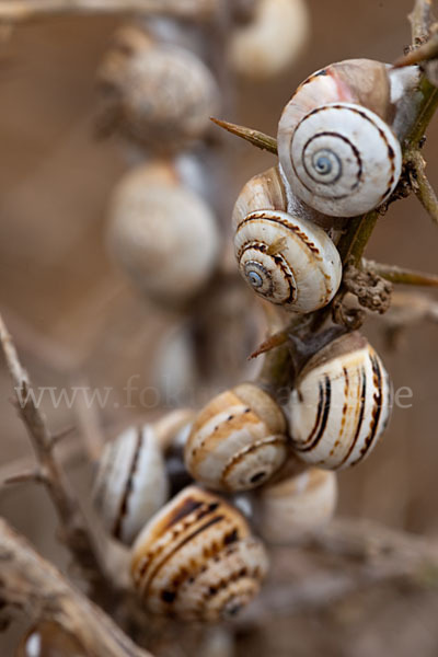 Sparriger Bocksdorn (Lycium intricatum)