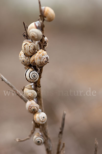 Sparriger Bocksdorn (Lycium intricatum)