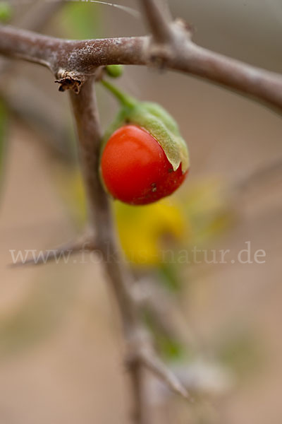 Sparriger Bocksdorn (Lycium intricatum)