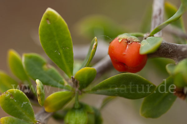 Sparriger Bocksdorn (Lycium intricatum)