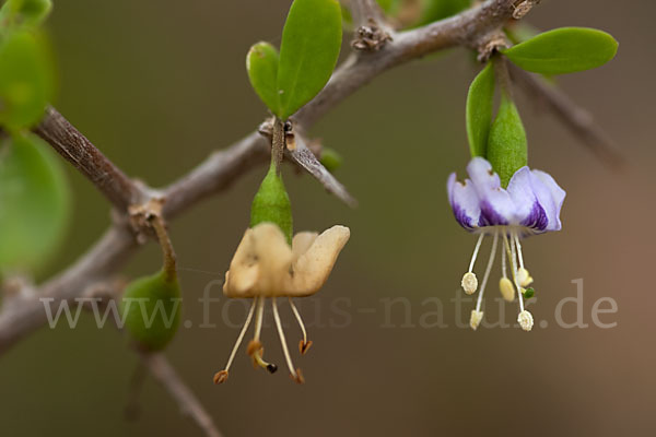 Sparriger Bocksdorn (Lycium intricatum)