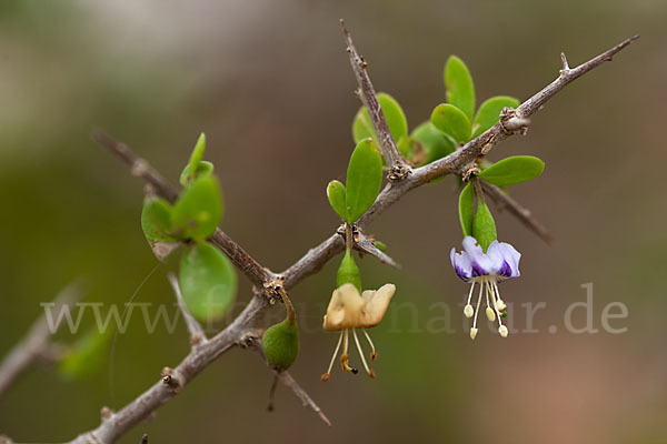 Sparriger Bocksdorn (Lycium intricatum)