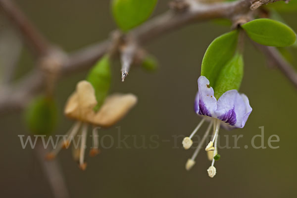 Sparriger Bocksdorn (Lycium intricatum)