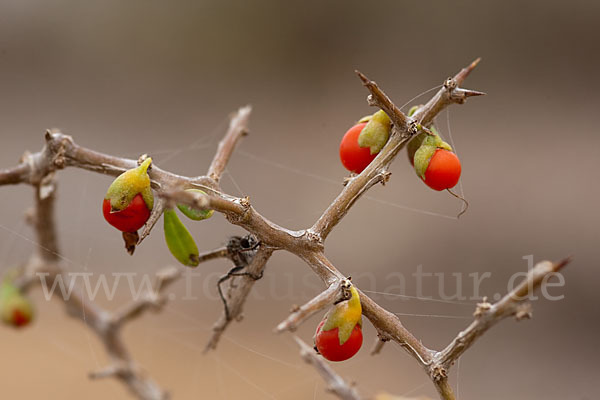 Sparriger Bocksdorn (Lycium intricatum)