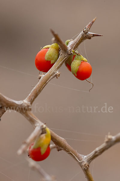 Sparriger Bocksdorn (Lycium intricatum)