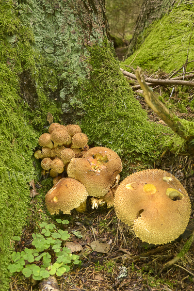 Sparriger Schüppling (Pholiota squarrosa)