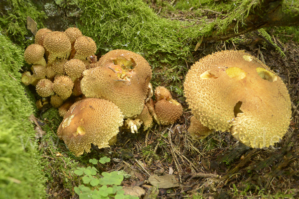 Sparriger Schüppling (Pholiota squarrosa)