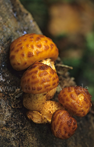 Sparriger Schüppling (Pholiota squarrosa)