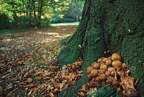 Sparriger Schüppling (Pholiota squarrosa)