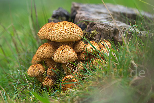 Sparriger Schüppling (Pholiota squarrosa)