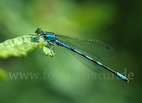 Speer-Azurjungfer (Coenagrion hastulatum)