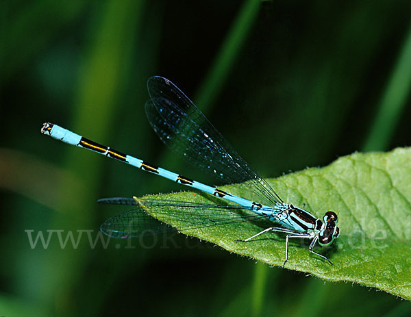 Speer-Azurjungfer (Coenagrion hastulatum)